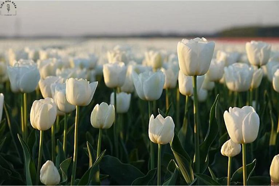 Hoa tulip tươi trắng