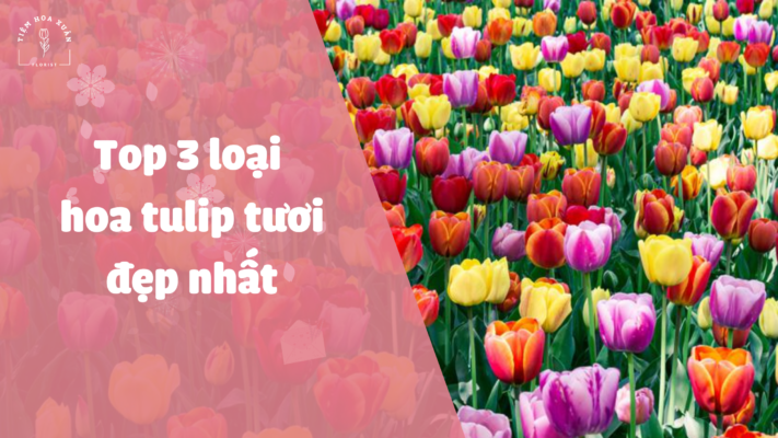 hoa tulip tươi