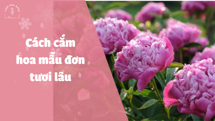 cách cắm hoa mẫu đơn tươi lâu