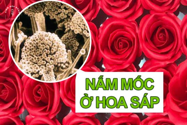 Hoa sáp bị nấm mốc